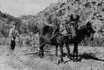 Eduardo Lpez Murcia labrando con dos mulas y arado de vertedera.1.960.